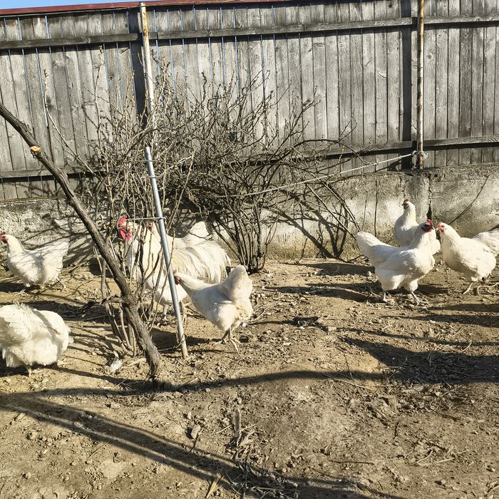 Vând oua de astralorp alb pentru incubat