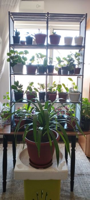 Комнатные цветы Шымкент