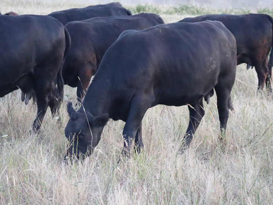 Vaci Black Angus cu pedigree