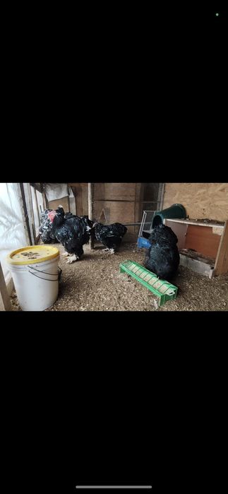 Cochinchina uriaș bobat și Galben