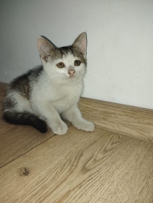 Котята. Отдам в хорошие руки!?