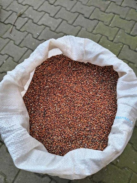 sorg rosu la vanzare