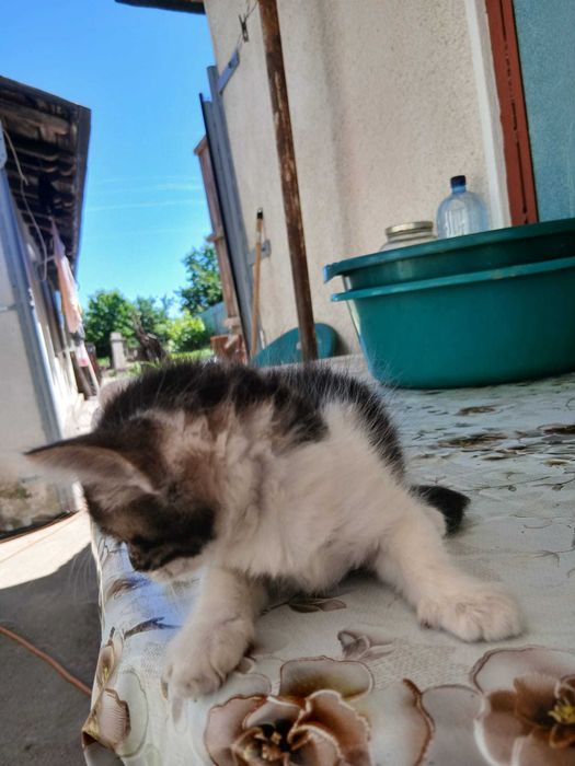 Pisicute pentru adoptie