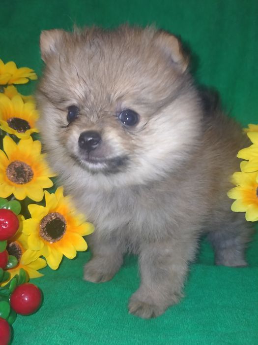 Померанский шпиц