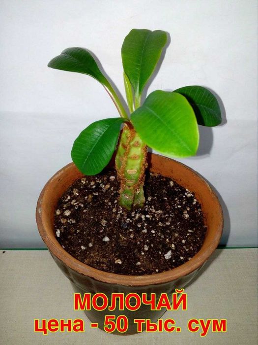 Комнатные цветы .