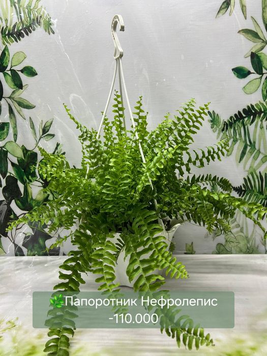 Литопсы по 70.000с, Алоказия Бамбино,Пахира и другие растения