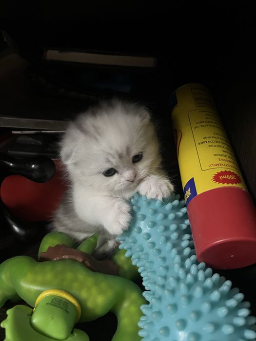 Котята породистые