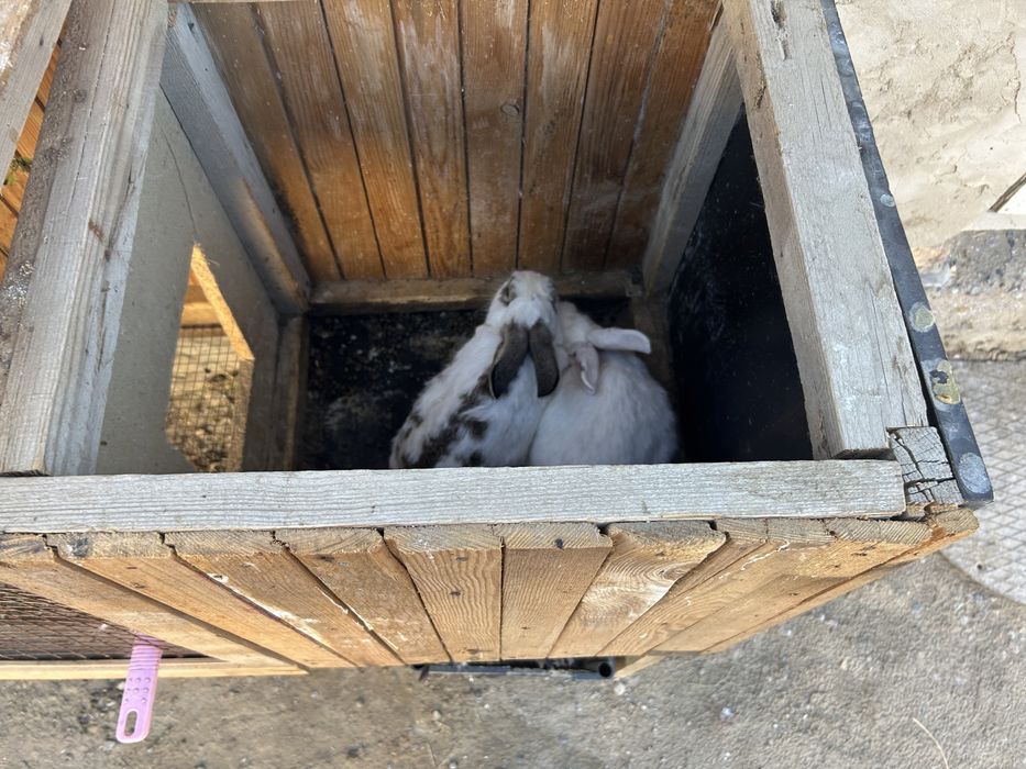 Клетка для кроликов, Крольчатник