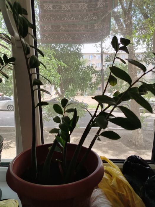 Алоэ сатылады. Доллар дерево