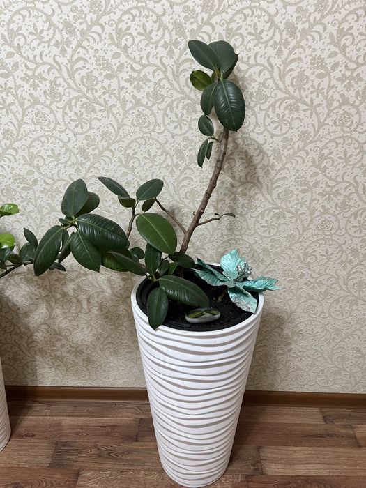 Комнатные цветы для офиса, школ