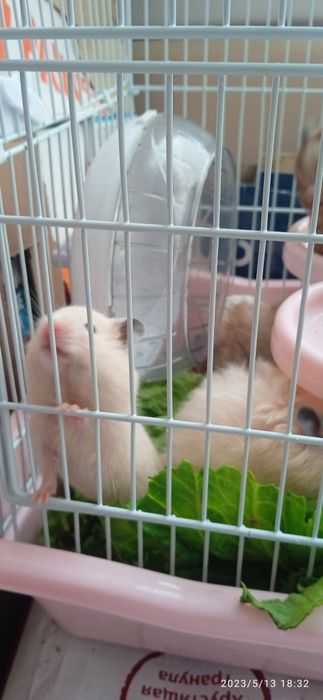 Продаются Хомяки Сирийские