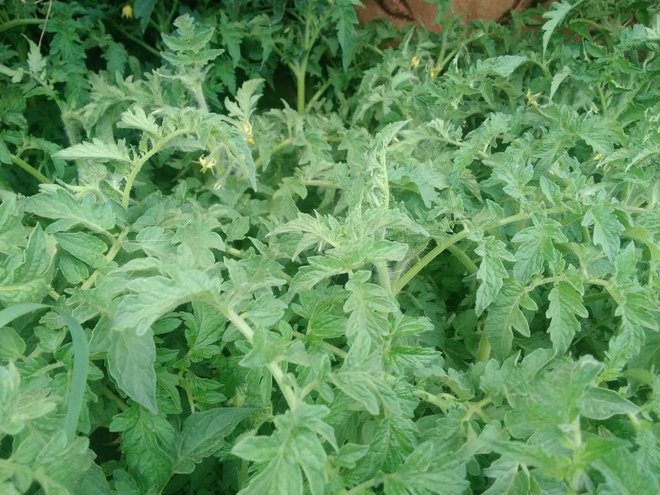 Продам    рассаду   помидор