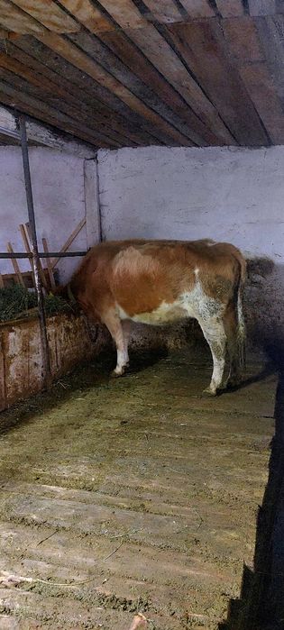 Сиыр: Симментальской , ак бас. Бұзаулары ұрғашы 
Про