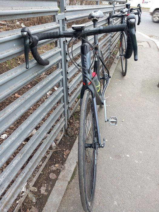 Cursiera giant carbon