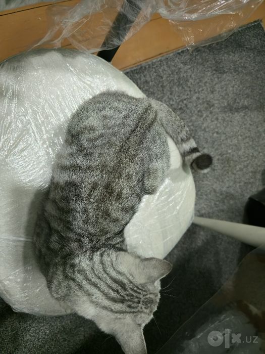 Отдам бесплатно породистые кошечку домашнюю очень чистая ухоженная