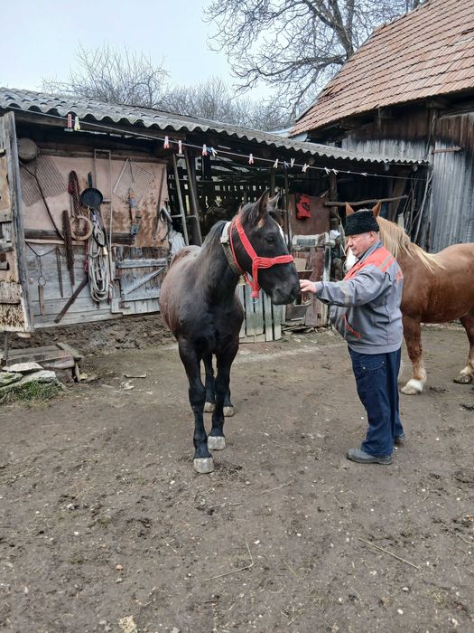 Vand manza de 9 luni