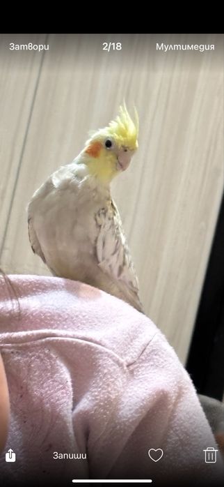 Корела опитумен и пее