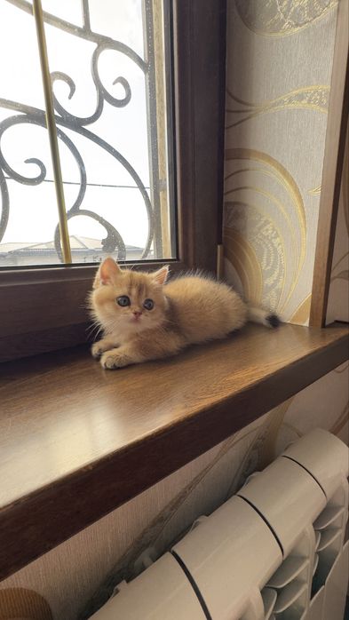 Золотая шиншилла девочка продаётся