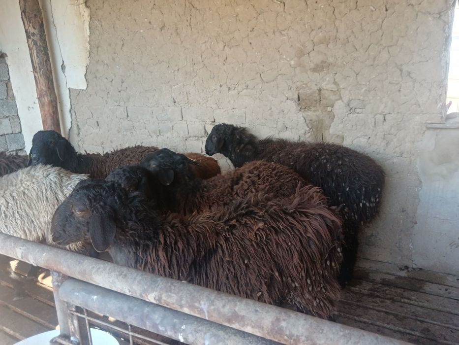 Қозы қошқар,  бордақы