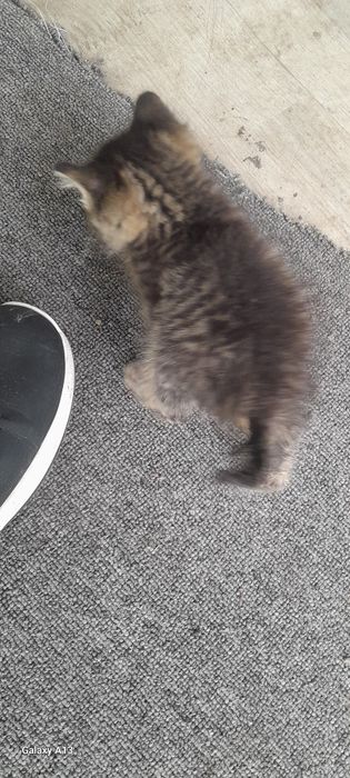 Отдам котёнка в добрые руки