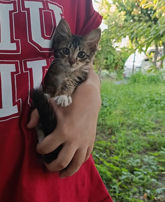 Кошки бесплатно в добрые руки