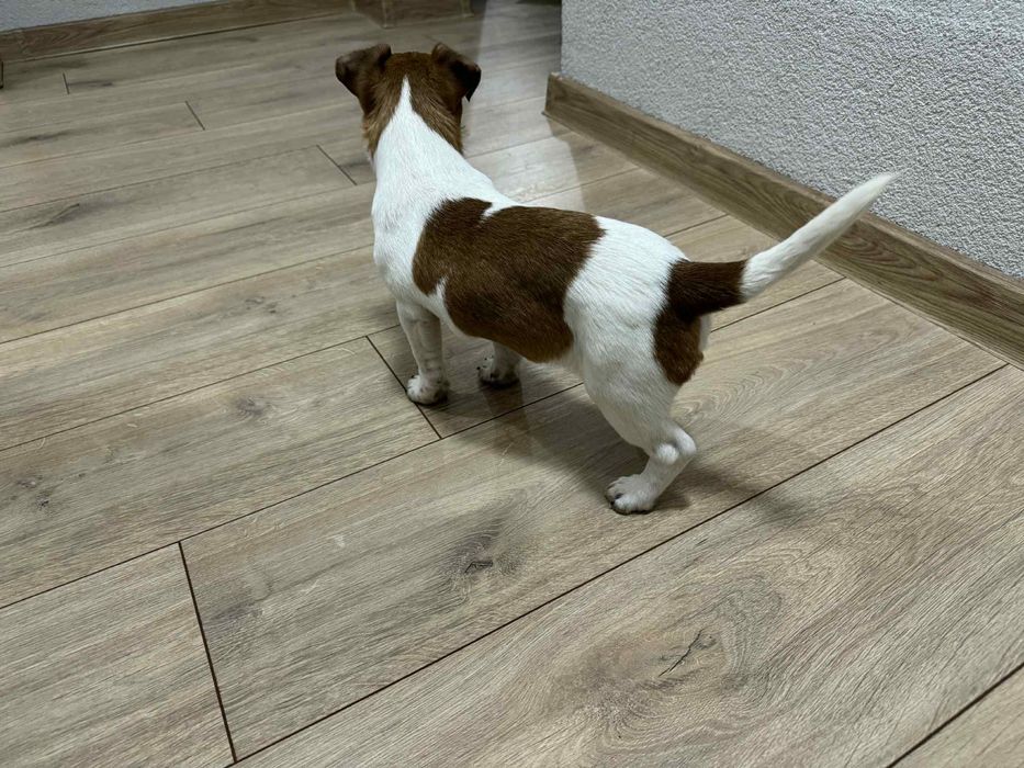 Джак Ръсел подарявам