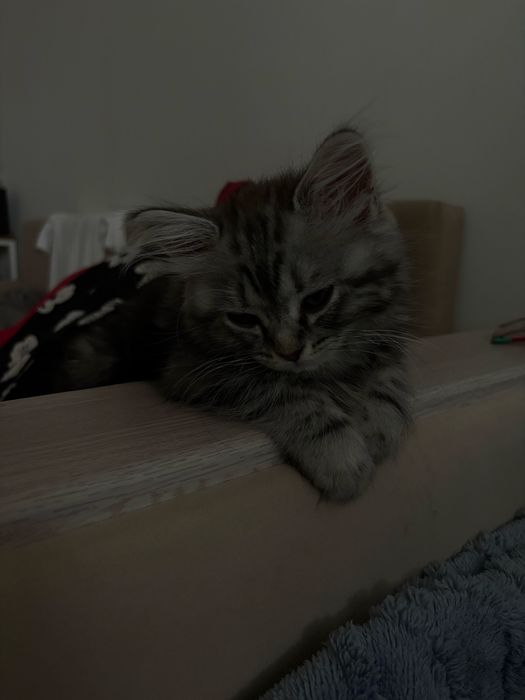 Котик продается, Сибирский