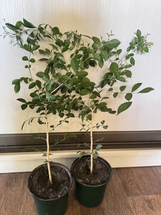 Продам растение мурайю