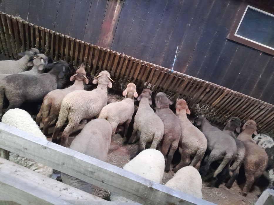 Vând miei de paște