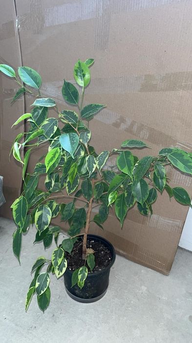 Продаю срочно комнатные