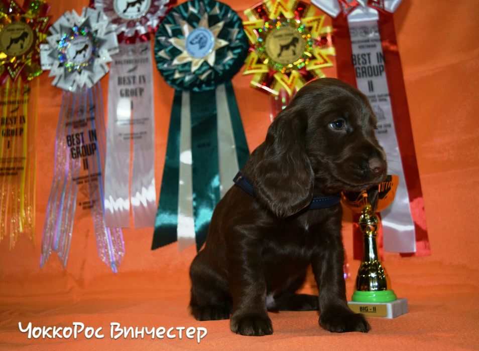 Спаниель Русский Охотничий