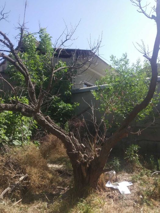 Шох-тут высохший на мебель 400 тысяч сум, Тутовник королевский