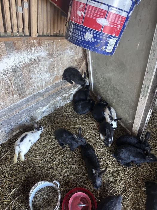 Vand sau schimb iepuri pe cereale sau gaini de rasa