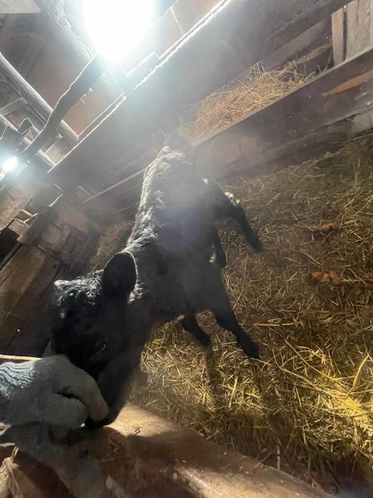 Продам 2 тёлочки