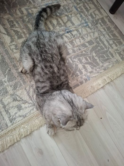 Отдам даром кошку