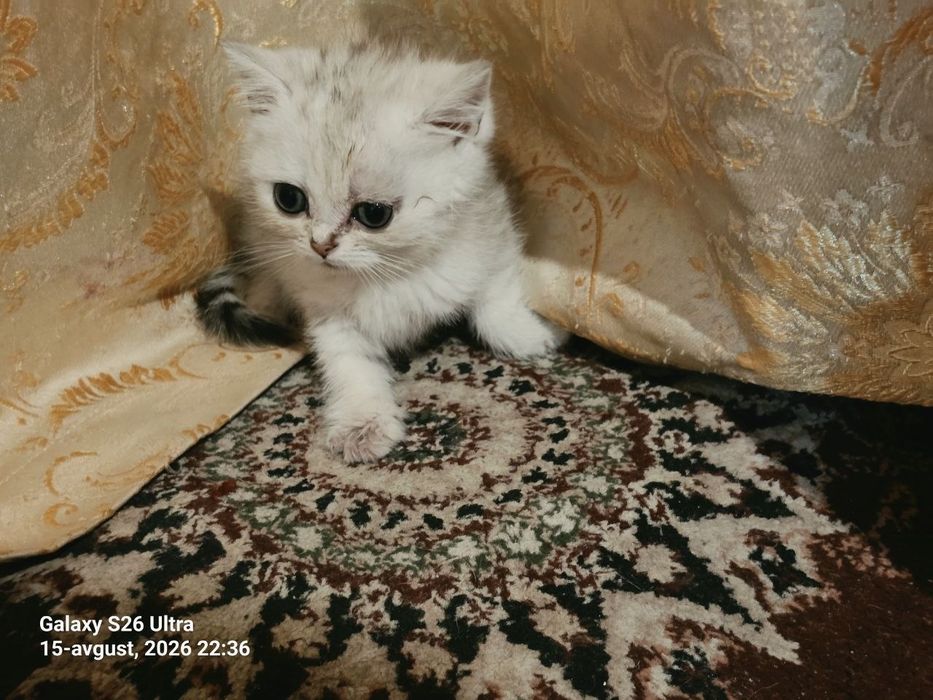 Sotiladi juda yahshi 2 oyli ugʻil juda uyin qaro