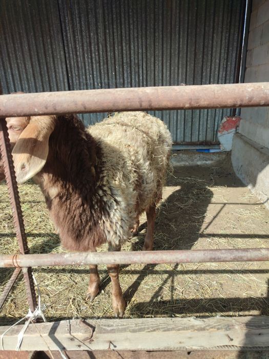 Қой, қошқар сатылады