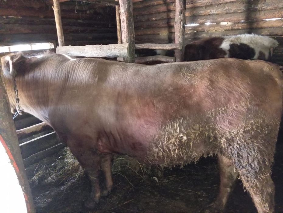 Продам бычка……..