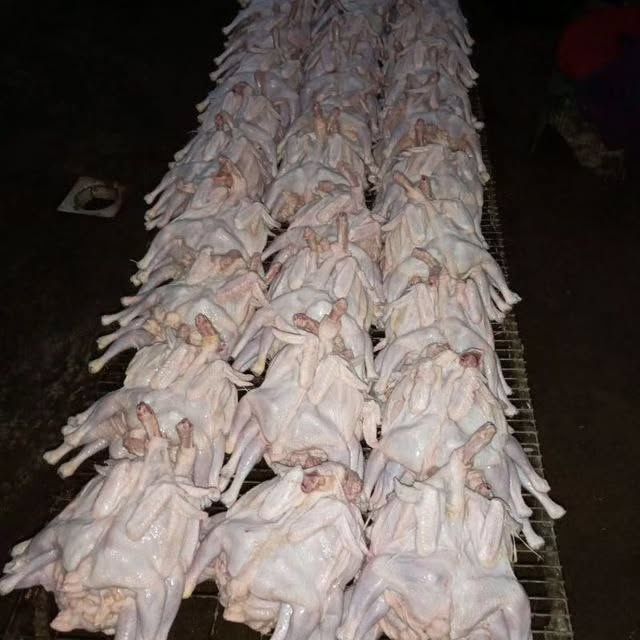 Домашние цыплята