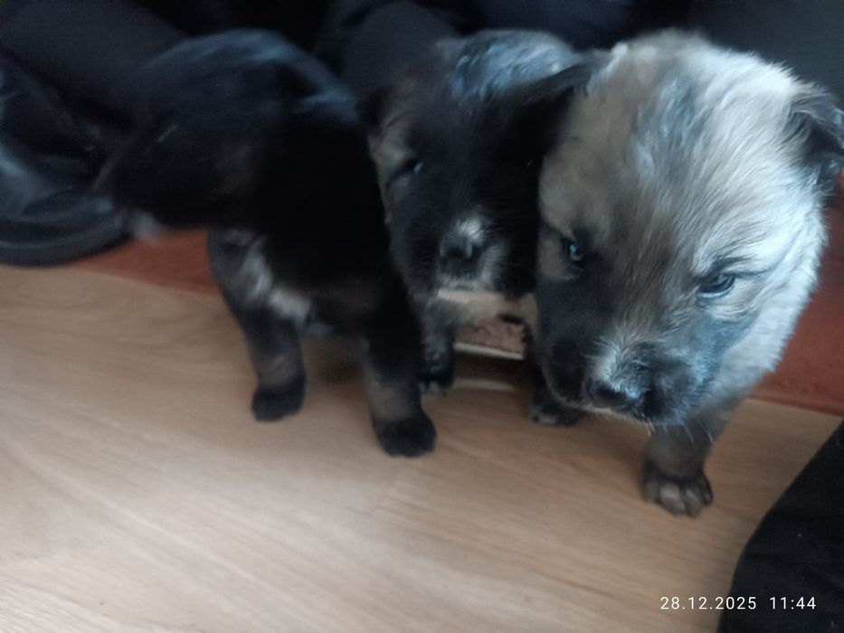 Отдам щенков месячные