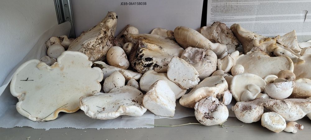 Văcălie de mesteacăn proaspătă – Iasca mesteacănului – Piptoporus betulinus