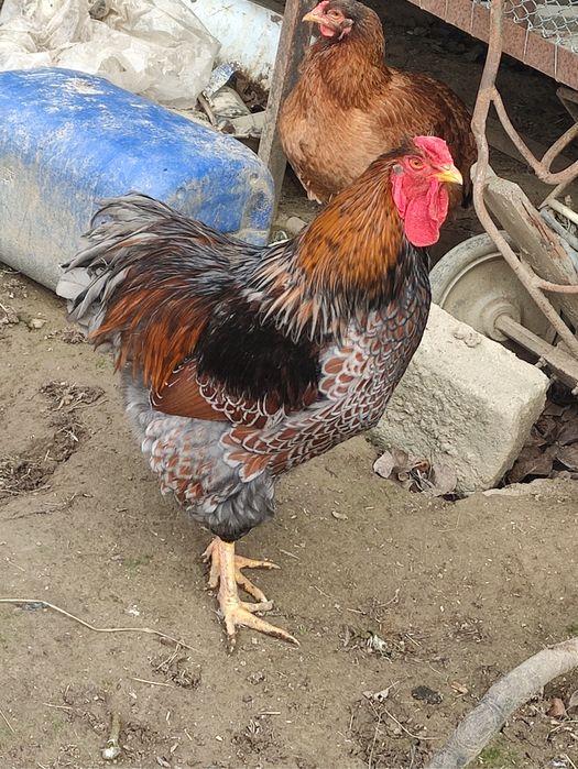 Cocosi diferite rase