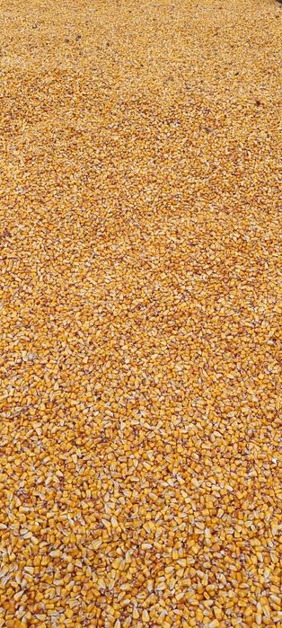 Porumb boabe  și floarea soarelui