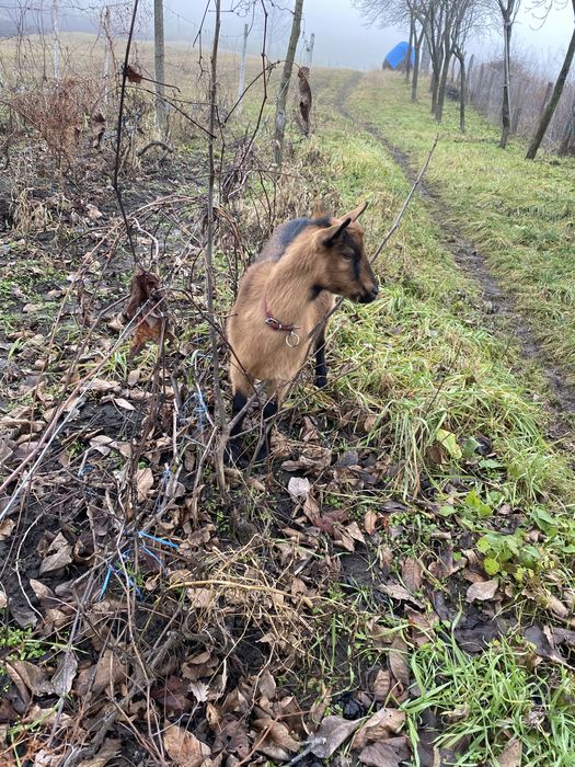 Vand capra alpina franceza