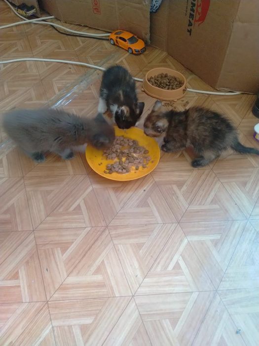 Отдам котят даром