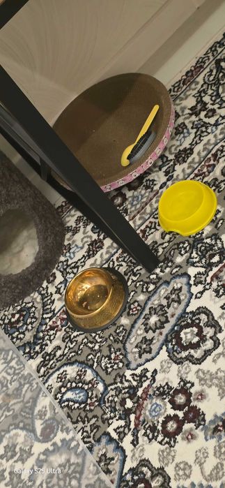 Продам котенку хорошим рукам