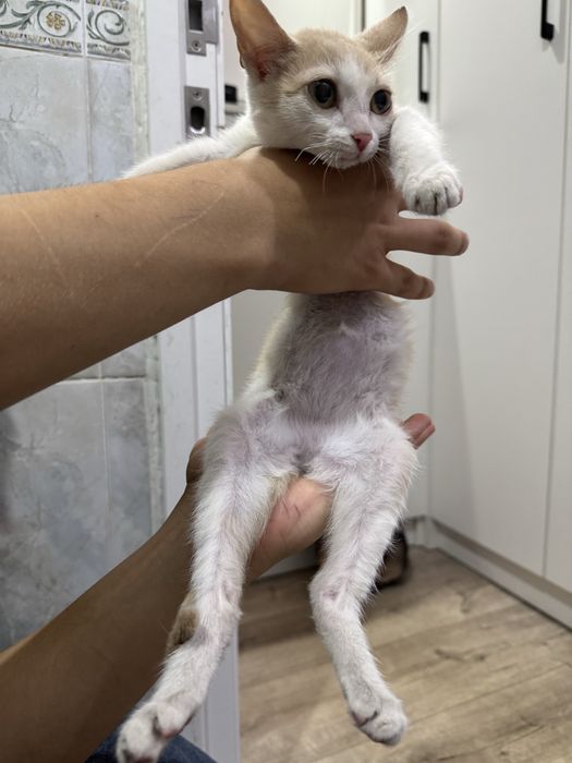 котенок домашний