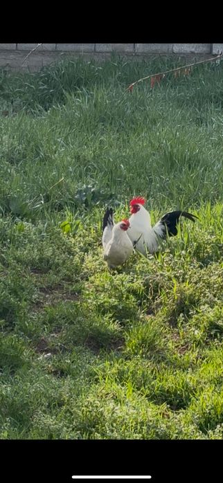 Продам пару шабо кур