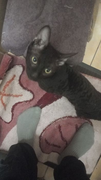 Продам кота корнишрекс