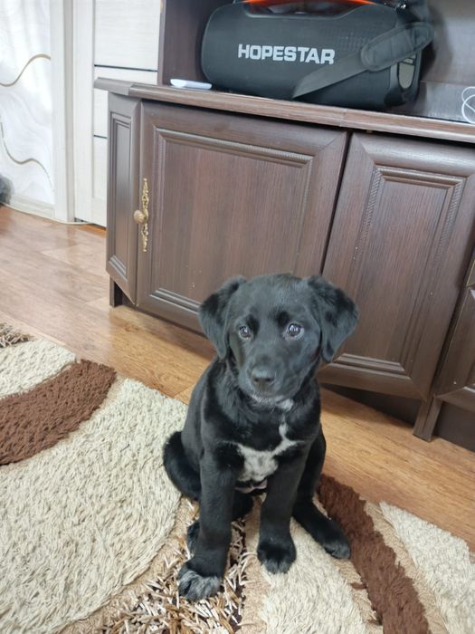 Лабрадор ретривер